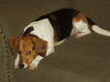 Lucy VI