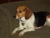 Lucy VI