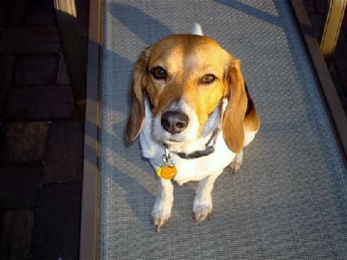 Lucy VI