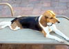 Lucy VI