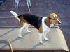 Lucy VI