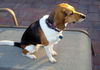 Lucy VI