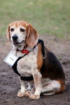Bugsy