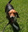 Snoopy X