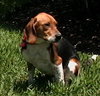 Snoopy X