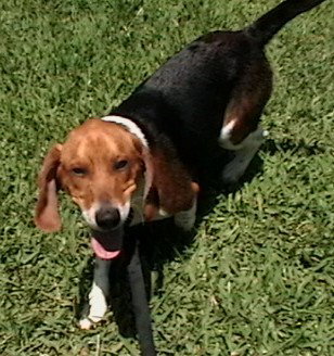 Snoopy X