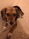 Piper II