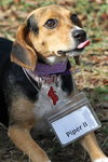 Piper II