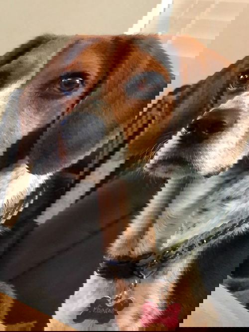 Pharaoh