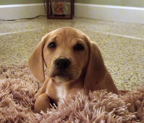 Beugel's pup Fred