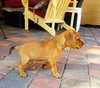 Beugel's pup Bandit