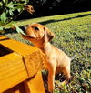 Beugel's pup Bandit