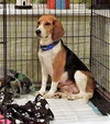 Beugel's pup Bandit