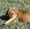 Beugel's pup Bandit