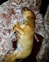 Beugel's pup Bandit