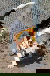 Rusty IV
