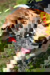 Rusty IV