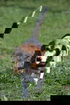 Rusty IV