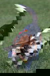 Rusty IV