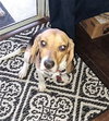 Buddy Boo II