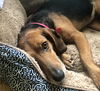 Phoebe II