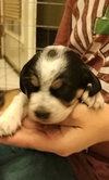 Mini Pearl's pup Buck