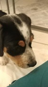 Mini Pearl's pup Buck
