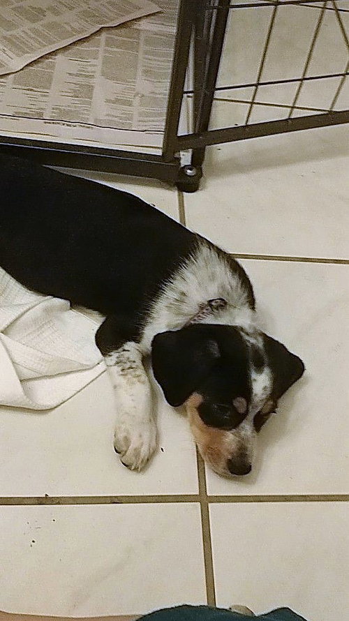 Mini Pearl's pup Buck