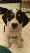 Mini Pearl's pup Honey
