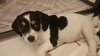 Mini Pearl's pup Honey