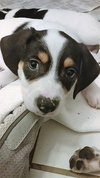 Mini Pearl's pup Honey
