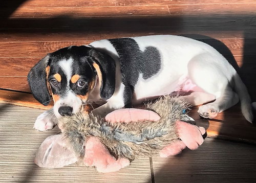 Mini Pearl's pup Honey