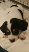 Mini Pearl's pup Junior