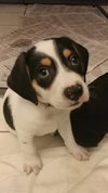 Mini Pearl's pup Junior