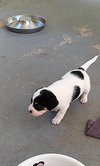 Mini Pearl's pup Junior