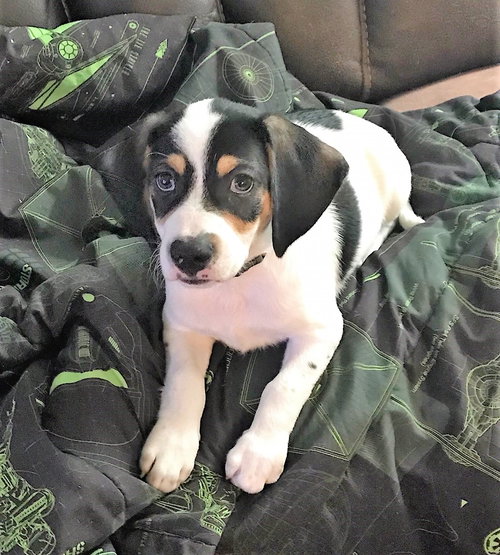 Mini Pearl's pup Junior