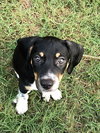 Mini Pearl's pup Archie