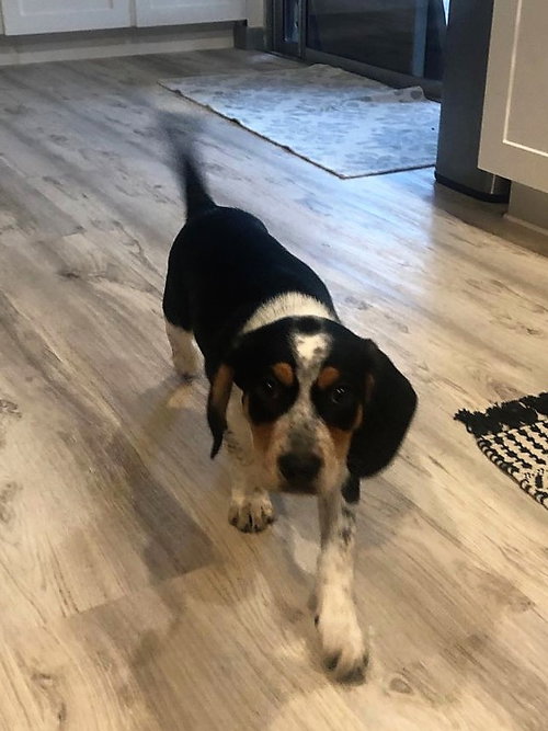 Mini Pearl's pup Archie