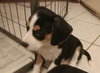 Mini Pearl's pup Lulu