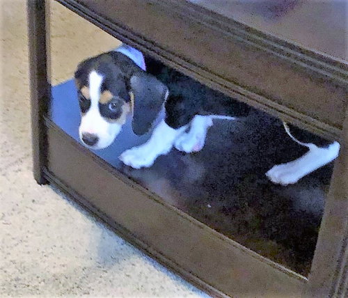 Mini Pearl's pup Lulu