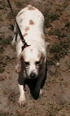 Betsy II