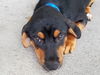 Patsy's pup Brett