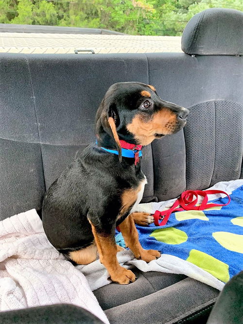 Patsy's pup Brett