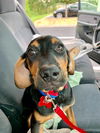 Patsy's pup Brett