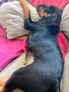 Patsy's pup Brett