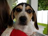 Patsy's pup Adrian