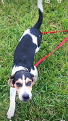 Patsy's pup Adrian