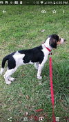 Patsy's pup Adrian