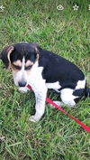 Patsy's pup Adrian