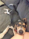 Patsy's pup Shawn